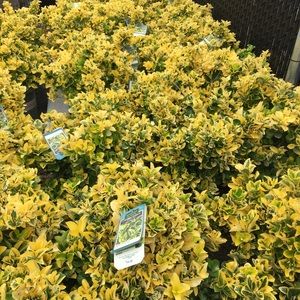 Meet your Posher, Ibrahim